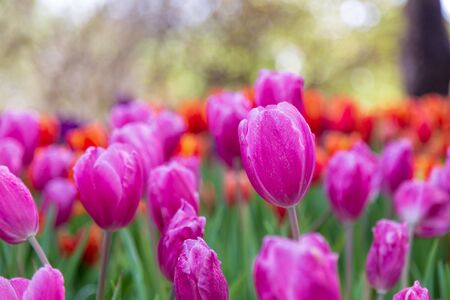 Purple tulip blossom beautiful in garden spring season.の写真素材