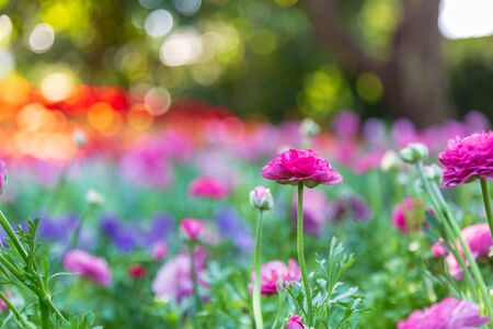 Violet Ranunculus blossom beautiful in the garden spring season.の写真素材