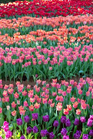Purple and red tulip blossom beautiful in garden spring season.の写真素材
