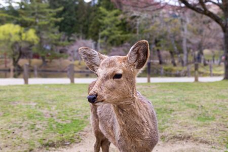 The cute deer is a symbol of the city and is believe to represent the gods in the Kasuga Shrine area And Nara Park A famous tourist destination in Nara Prefecture, Kansai region, Japan.の写真素材