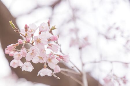 Sakura or Cherry Blossom or Japanese Cherry flower Order name is Rosales, Family is Rosaceae blooming in the garden.の写真素材