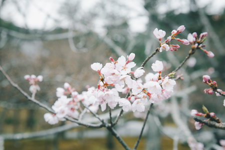 Immerse in the tranquil beauty of cherry blossoms. Delicate branches against a serene white sky....