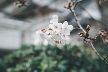Sakura or Cherry Blossom or Japanese Cherry flower Order name is Rosales, Family is Rosaceae blooming in the garden.の写真素材