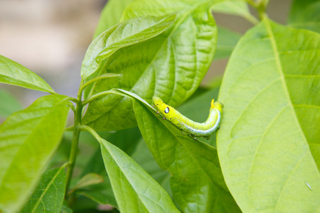 A close-up of a green caterpillar feeding on a leaf, showcasing the early stages of a butterfly's life cycle in nature.の写真素材