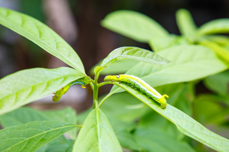 A close-up of a green caterpillar feeding on a leaf, showcasing the early stages of a butterfly's life cycle in nature.の写真素材