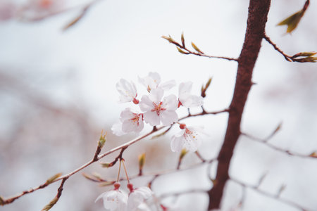Sakura or Cherry Blossom or Japanese Cherry flower Order name is Rosales, Family is Rosaceae blooming in the garden.の写真素材