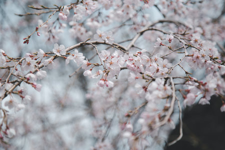 Sakura or Cherry Blossom or Japanese Cherry flower Order name is Rosales, Family is Rosaceae blooming in the garden.の写真素材