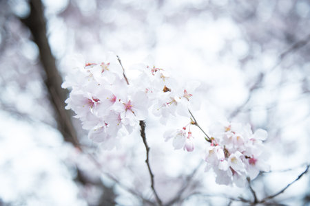 Immerse in the tranquil beauty of cherry blossoms. Delicate branches against a serene white sky. Captivating nature photography.の写真素材