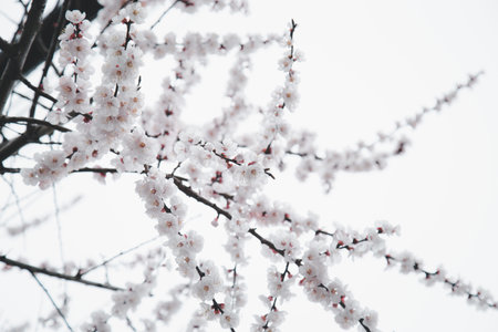 Immerse in the tranquil beauty of cherry blossoms. Delicate branches against a serene white sky. Captivating nature photography.の写真素材