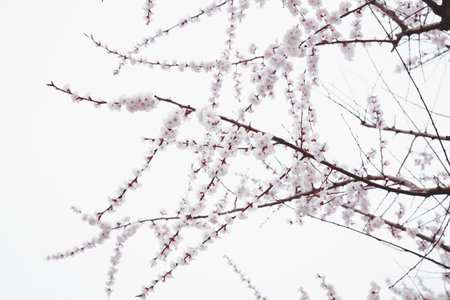 Immerse in the tranquil beauty of cherry blossoms. Delicate branches against a serene white sky. Captivating nature photography.の写真素材
