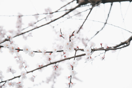Immerse in the tranquil beauty of cherry blossoms. Delicate branches against a serene white sky. Captivating nature photography.の写真素材