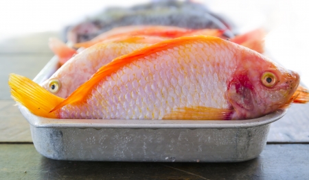 closeup red tilapia on tray in the marketの写真素材