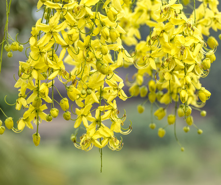 Golden Shower it's flower in Thailandの写真素材
