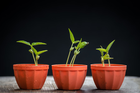 The three Green young plant in small orange potの写真素材