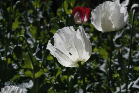 Opium Inthanon Chianghai Thailandの写真素材