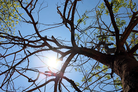 Bottom view to the tree. Sun rays in the tree crown. Nature background