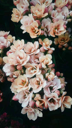 Pink little Flowerの素材