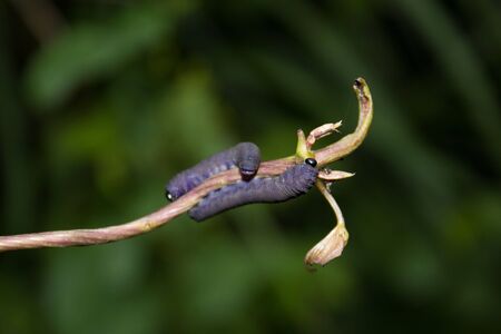 Silkwormの写真素材