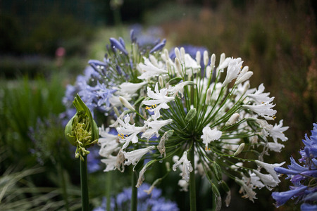 purple flowersの写真素材