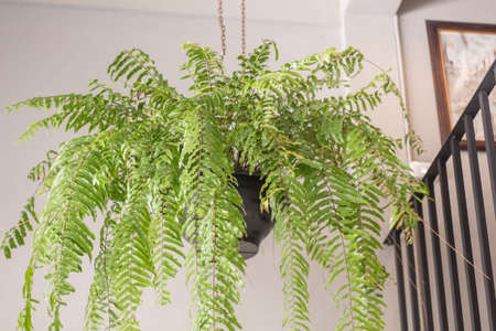 Fern green In black pot Hanging from the ceilingの写真素材