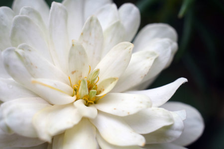 white flowerの写真素材