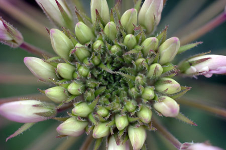 purle flowerの写真素材