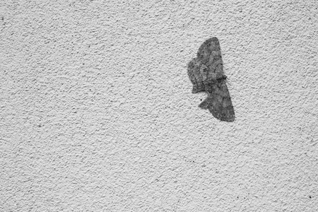 butterfly on the wall in black and white blackgroundの写真素材