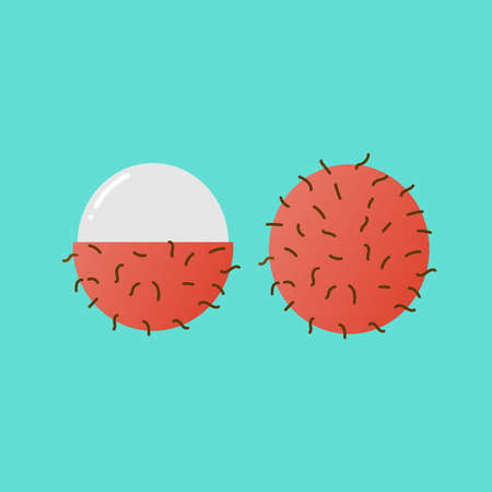 Rambutan Fruit. Tropical fruit. Vector illustrationのイラスト素材