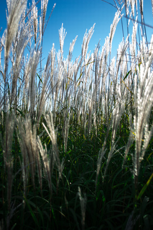 ornamental grassesの写真素材