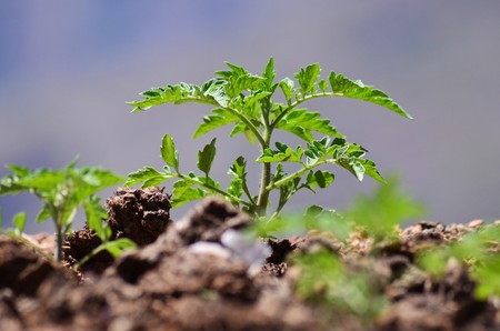 tomato plantの写真素材