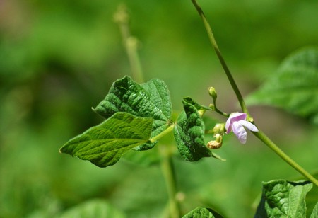 beans flowerの写真素材