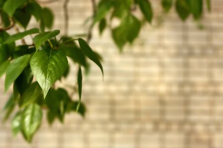 Gentle, romantic, elegant backgroundの写真素材