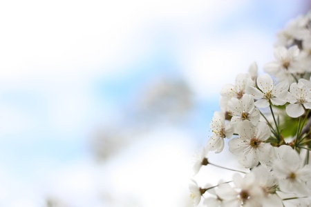 A gentle, romantic, elegant, spring background from cherry blossomsの写真素材