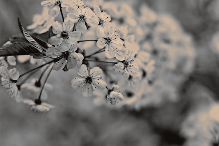 Cherry blossoms on the structure of the canvas. Background in retro styleの写真素材