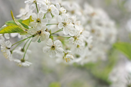 A gentle, romantic, elegant, spring background from cherry blossoms