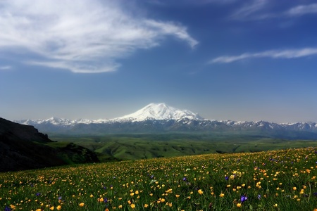 Summer in the Caucasian mountains. Flowers and snow mountain peaks. Russiaの写真素材