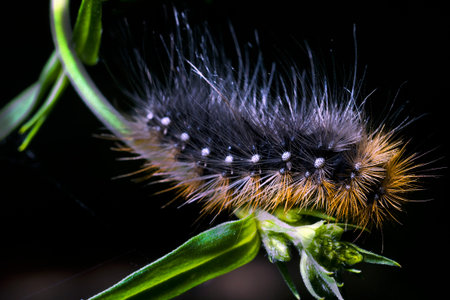 Black caterpillar on a branch