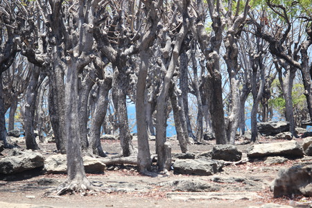 landscape trees on the island of Gili Ketapangの写真素材