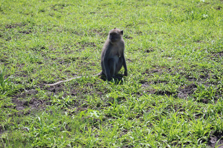 Brown Monkey in the Forest of Indonesia