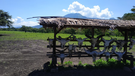 Baluran Savana Forest in Situbondo, East Java, Indonesiaの写真素材