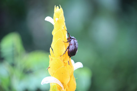 rural beetles climbing yellow flowers