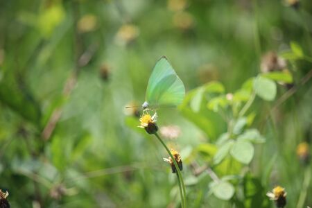 yellow butterflies play in the meadow on the edge of the villageの写真素材