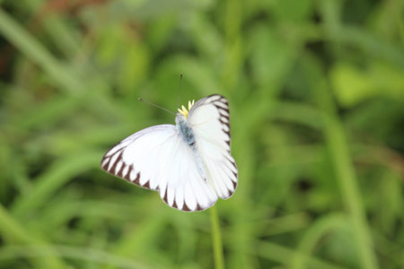 White butterflies play in the meadow on the edge of the village