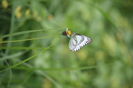 White butterflies play in the meadow on the edge of the villageの写真素材