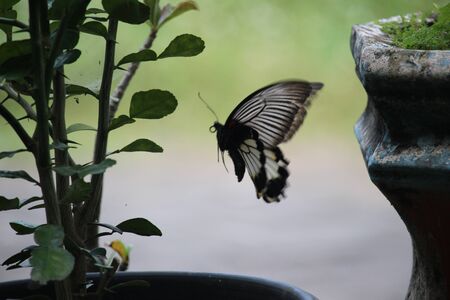 black butterflies playing on the lime treeの写真素材