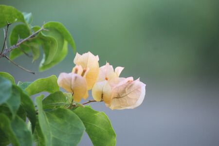 Bougainvillea yellow flowers bloom in full beauty in the city parkの写真素材