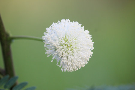 Leucaena leucocephala flower that is blooming in front of the city parkの写真素材