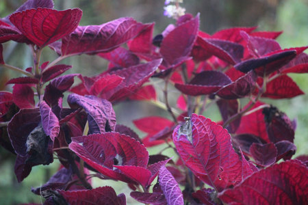 red amaranthus flower leaves in national parks in Indonesia
