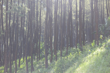 the atmosphere of Gunung Kawi Malang pine forest, East Java