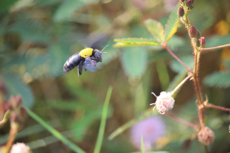 tiny bees suck honey in wild flower essence in a city park